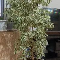 گل زیبا|گل و گیاه طبیعی|بانه, |دیوار