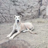 توله سگ سرابی ماده