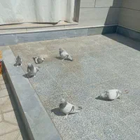 سوسنی ترکیه ای|پرنده|شیراز, داریون|دیوار