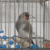 سهره کرمونی دستی بخون و جوجه سهره خاکی ریزه خون|پرنده|برخوار, |دیوار