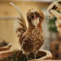 دو عدد خروس لهستانی|حیوانات مزرعه|حمیدیا, |دیوار