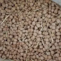 نخود بهاره کرمانشاه