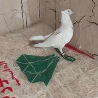 کبوتر معاوضه با مرغ عشق