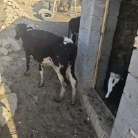 تلیسه چاق|حیوانات مزرعه|مارگون, |دیوار