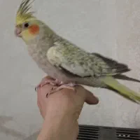 عروس هلندی ماده
