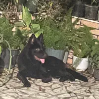 ژرمن بلک اصیل نر|سگ|بابل, |دیوار