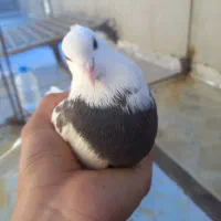 کبوتر|پرنده|آباده, |دیوار