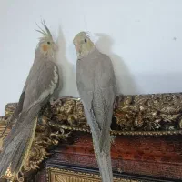 جوجه عروس هلندی سه ماهه