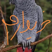 کاسکو سخنگو