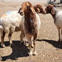 دوعدد میش آبستن ویه قوچ بدون لنگه