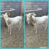 نر بز  سانن اصل یکساله