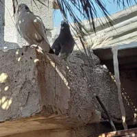 کبوتر خوب مسافتی