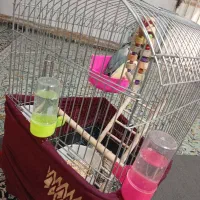 قفس پرنده