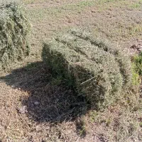 خرید و فروش یونجه و کاه|خدمات باغبانی و درختکاری|میانه, |دیوار