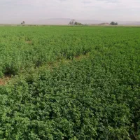 بذریونجه|گل و گیاه طبیعی|شیراز, ظفرآباد|دیوار