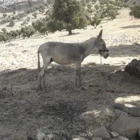 الاغ‌جوان