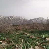 عسل طبیعی