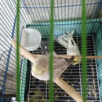 عروس هلندی ۳ عدد|پرنده|ارومیه, |دیوار