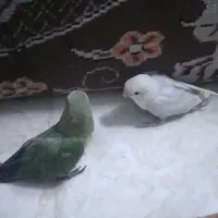 کوتوله|پرنده|قم, چهار مردان|دیوار