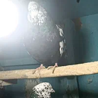 کله ماستی|پرنده|ری, فیروزآبادی|دیوار