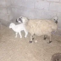 یک راس گوسفند و دو راس بره