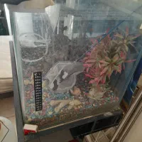 اکواریوم شیشه خم شرکتی