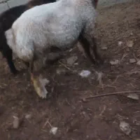 شیشک  ۱۸ ماه چاق بختیاری ترکمنی