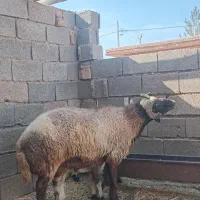 قوچ بذری میش رون