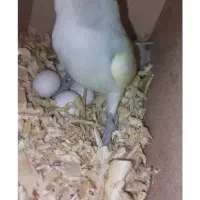 طوطی برزیلی اوپال جفت مولد