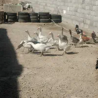 3عدد غاز 5ماهه و8عدد جوجه غوغاز 20روزه|حیوانات مزرعه|چناران, |دیوار