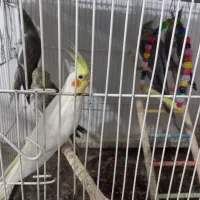 عروس هلندی نر و جوجه عروس