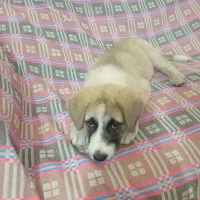 سگ جهت واگذاری