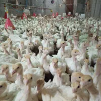 فوق سنگین نژاد کانورتر بوقلمون