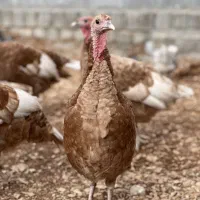 بوقلمون|حیوانات مزرعه|سرپل ذهاب, |دیوار