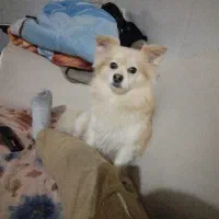 سگ اشپیتز پامر