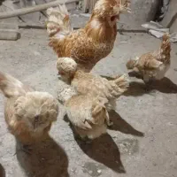تخم مرغ نطفه دار پولند بوف