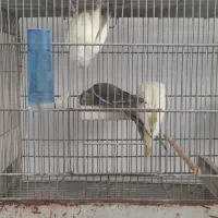 تعدای عروس هلندی