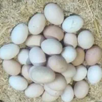 تخم مرغ محلی برای مصرف روزانه