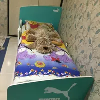 سرویس خواب درحدنو