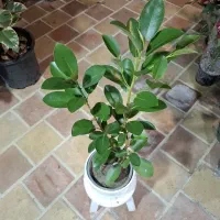 گل ارزانتر از کل اصفهان قیمت تولید گلخونه محلات|گل و گیاه طبیعی|اصفهان, باغ فدک|دیوار