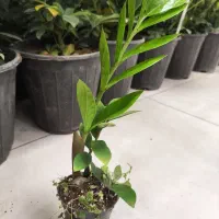 گل مخصوص خانه|گل و گیاه طبیعی|اصفهان, گرکان|دیوار