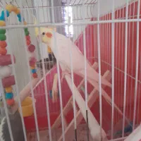 عروس هلندی گم شده