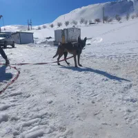 واگذاری مالینویز نر وماده