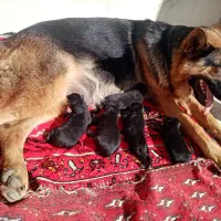 ژرمن ماده 3ساله