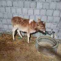 گوساله ماده