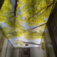 مجری تخصصی سقف های کشسان با ۱۲ سال گارانتی مکتوب|خدمات پیشه و مهارت|رشت, گلسار|دیوار