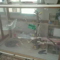 قفس پرنده سگ مرغ گربه