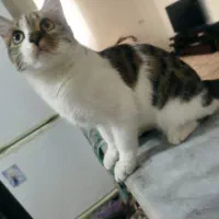 واگذاری گربه|گربه|رباطکریم, رباطکریم|دیوار