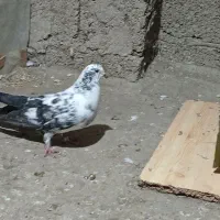 کبوتر باکفتر