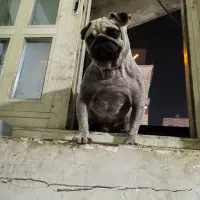 توله پاگ بازیگوش مناسب آپارتمان